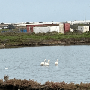 Flaminger ved saltmarkerne i Isla Cristina - SidderUnderEnPalme