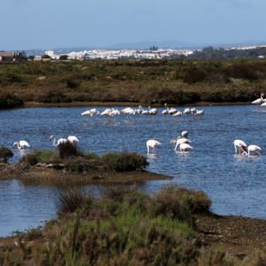 Flamingoer i Isla Cristina - Foto Heidi Kirk Nissen - SidderUnderEnPalme