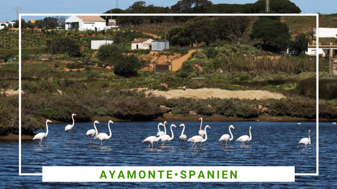 SidderUnderEnPalme - Skønne vandreture i Ayamonte, Spanien SidderUnderEnPalme