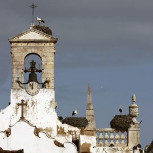 Storkene ved den gamle byport i Faro, Arco da Vila - SidderUnderEnPalme