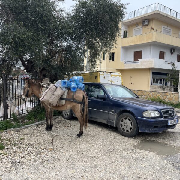 Æsel i Vlorë Æsel i Vlorë